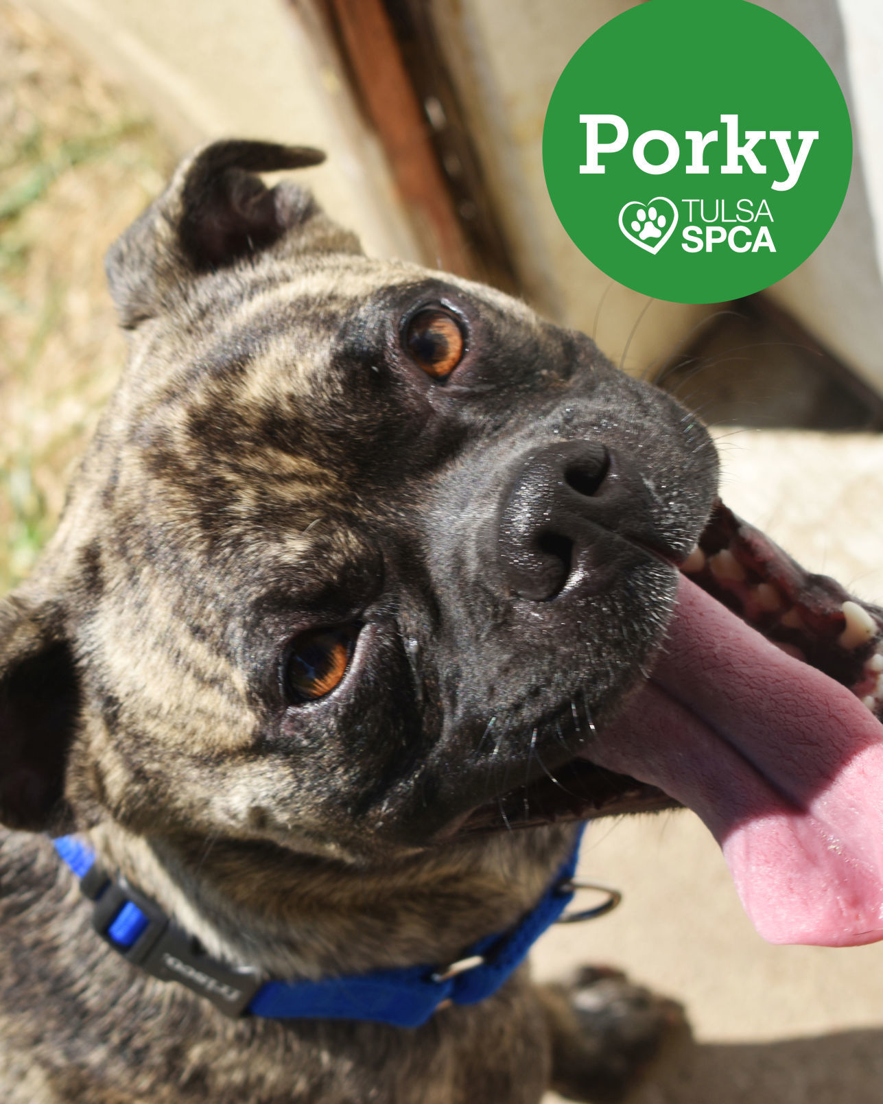 Porky
